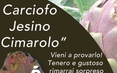 Carciofo jesino “cimarolo”