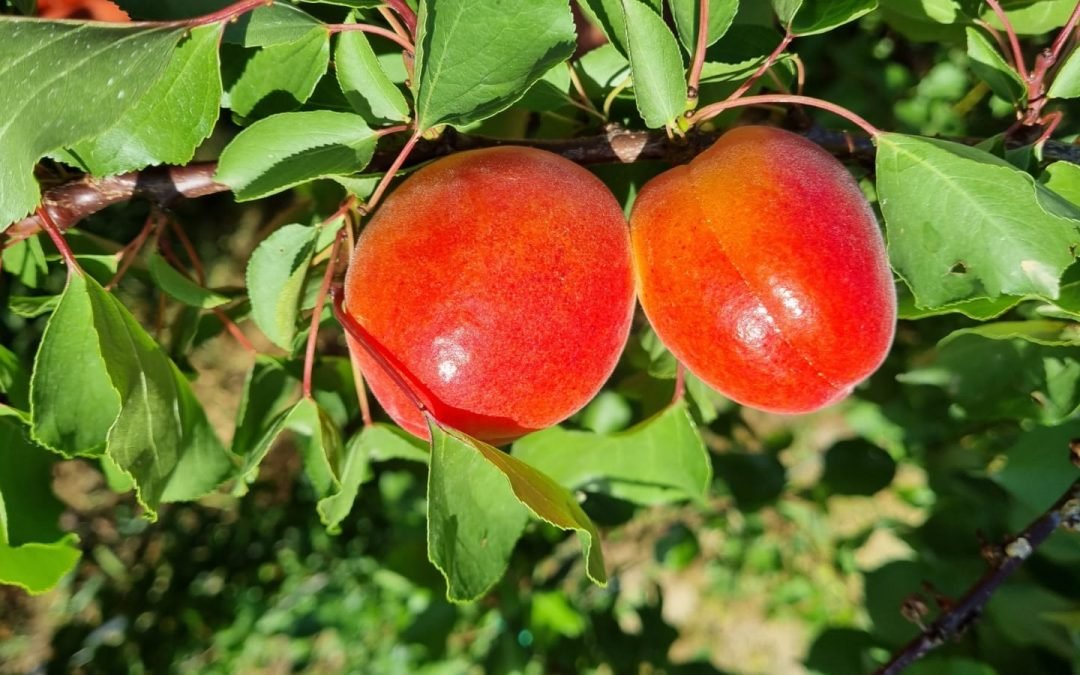 Le albicocche: Il Frutto più amato dell’estate