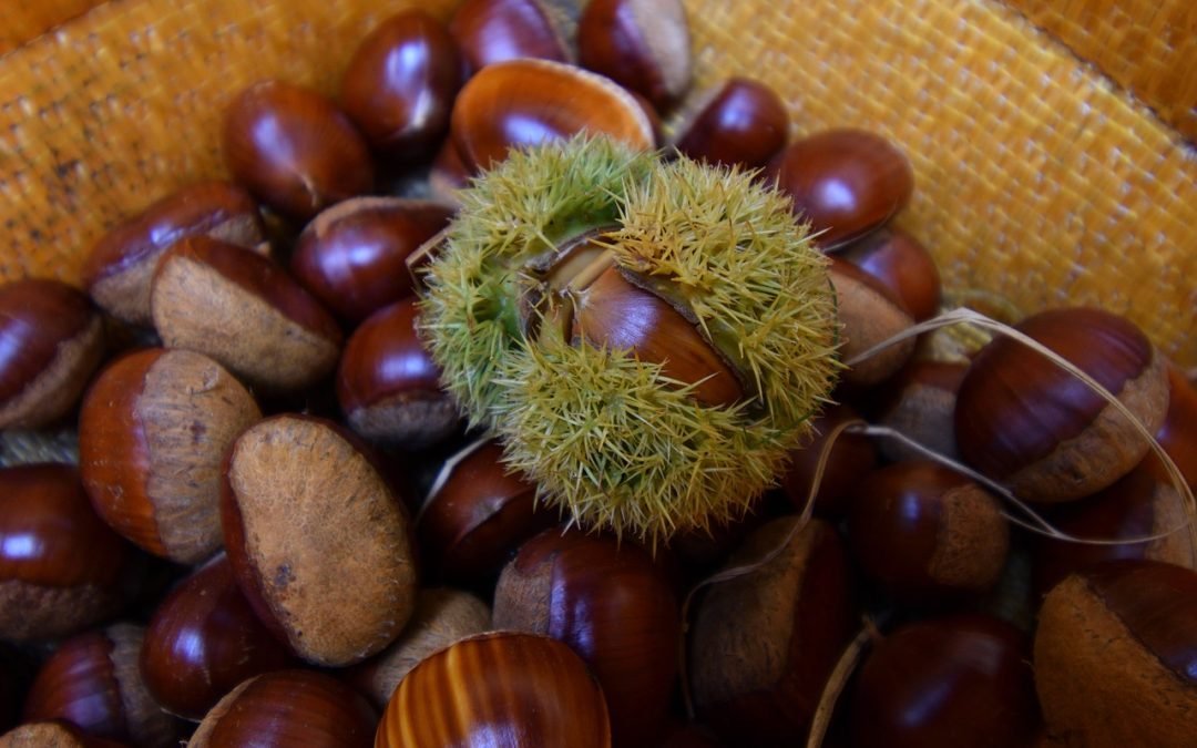 Le castagne dei Monti Sibillini