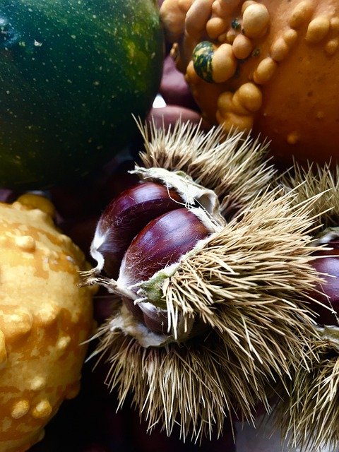 Le castagne dei Monti Sibillini: la raccolta