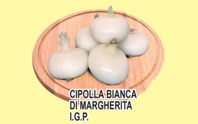 Cipolla Bianca di Margherita I.G.P.