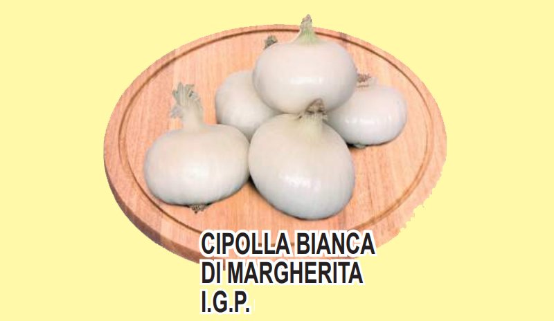 CIPOLLA BIANCA DI MARGHERITA I.G.P.